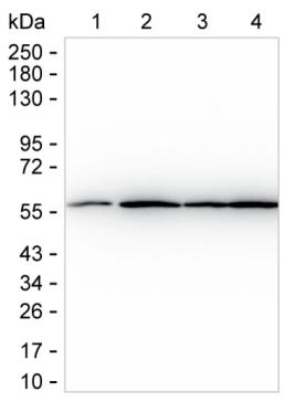 α-Tubulin